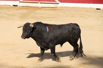 Бои тореадоров с быками – явление, прочно ассоциирующееся в нашем сознании с Испанией. И это не просто очередное действо, предназначенное для ра...